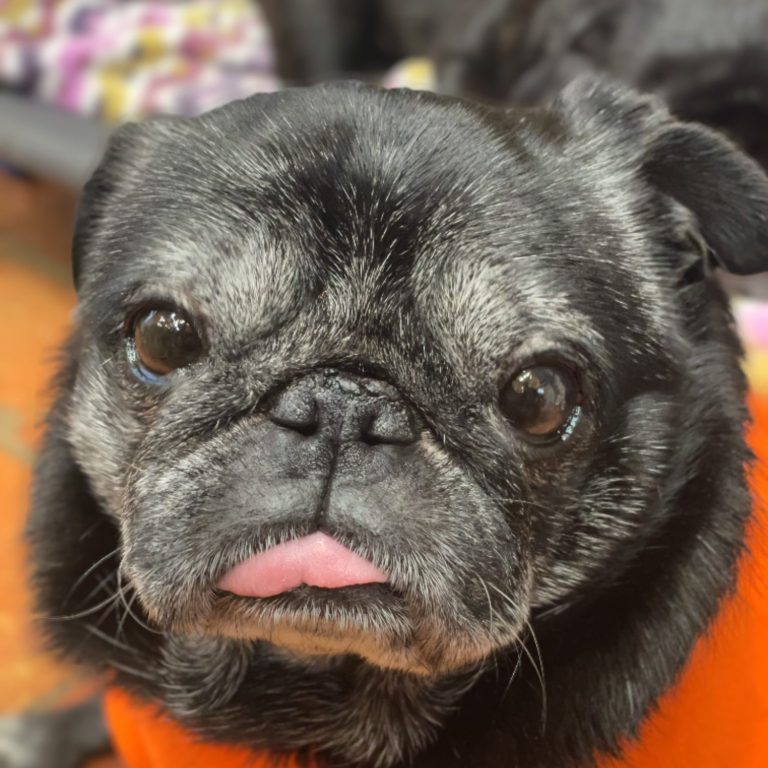 Black pug with a wrinkled face, sticking out its tongue, wearing an orange shirt.