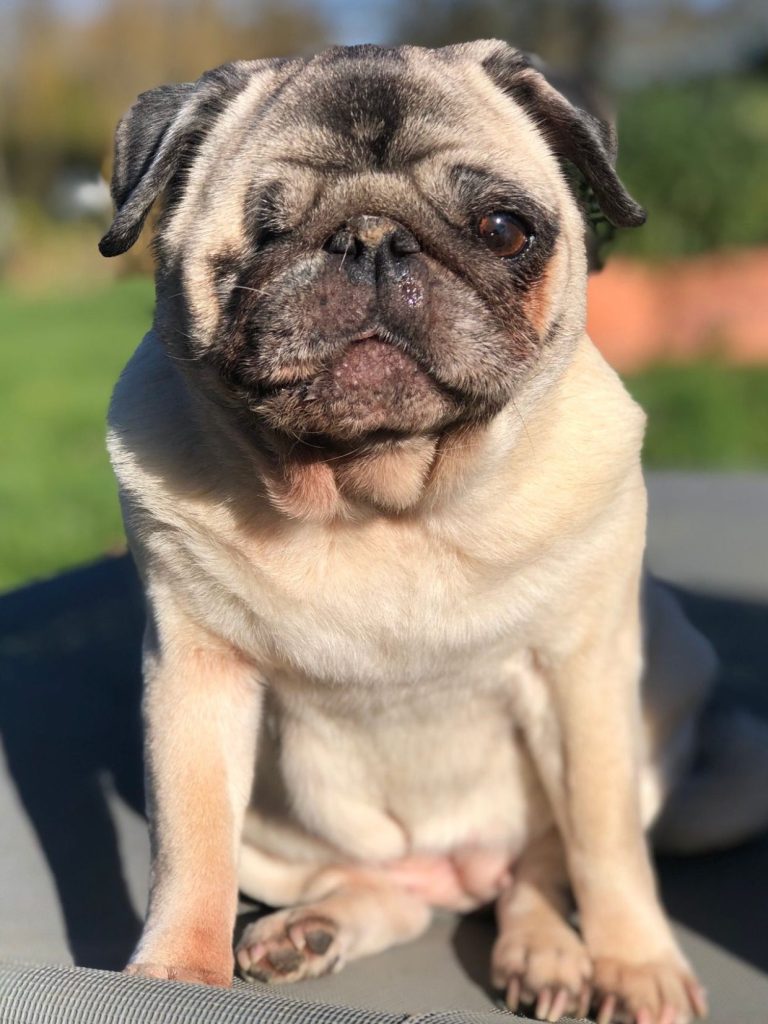 A seated pug with a short coat and a relaxed expression, against a green background.