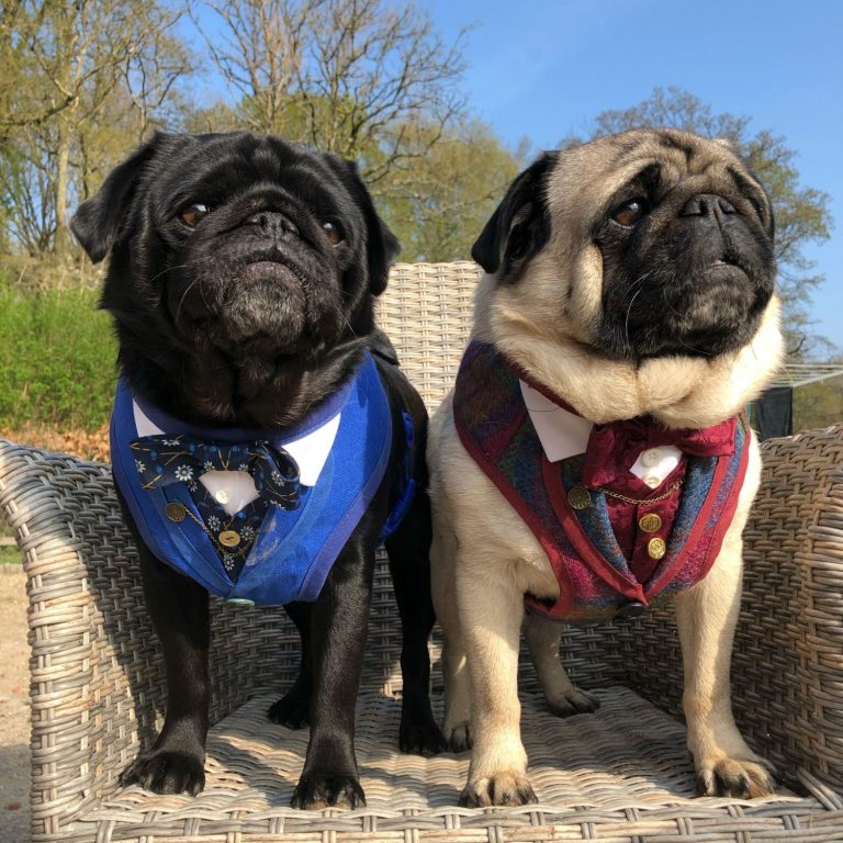 Two pugs in formal outfits, one blue and one red, sitting side by side outdoors.