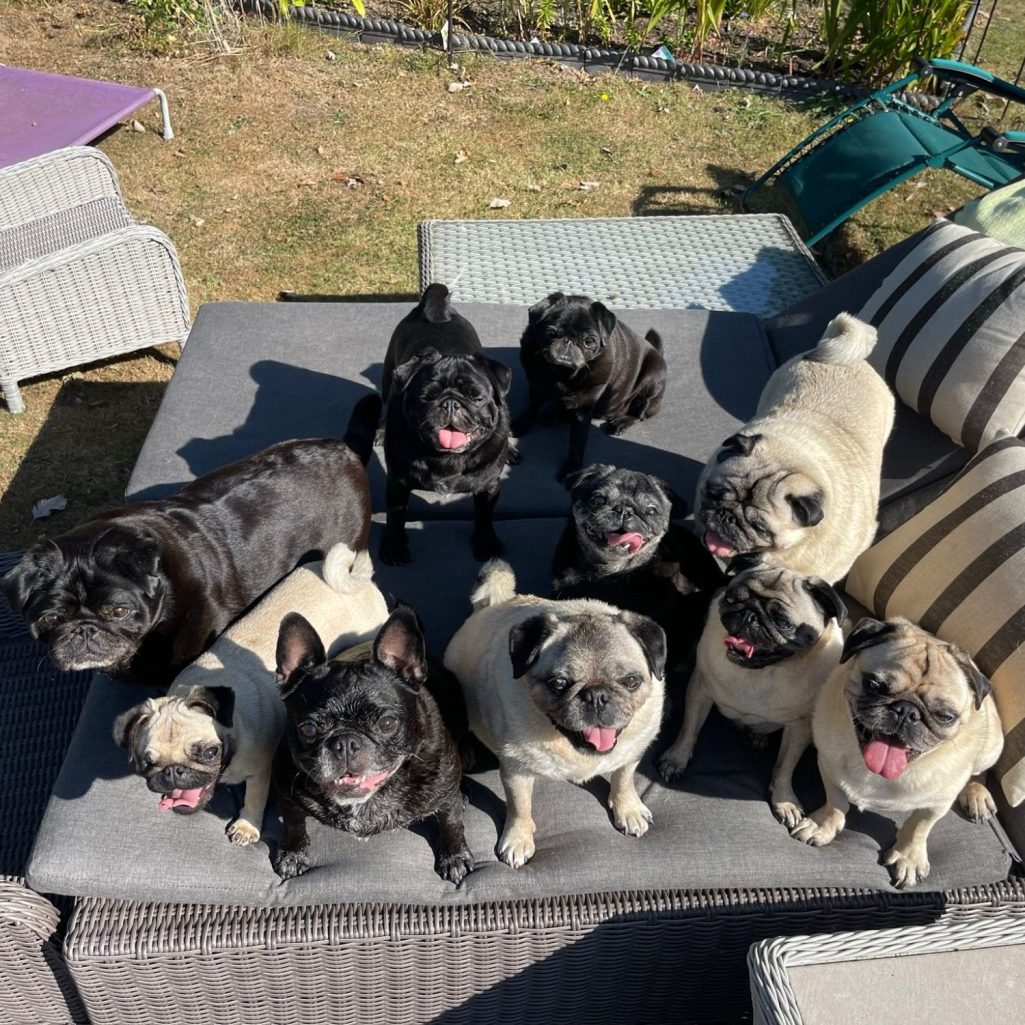 A group of eleven playful pug dogs sitting on outdoor furniture.